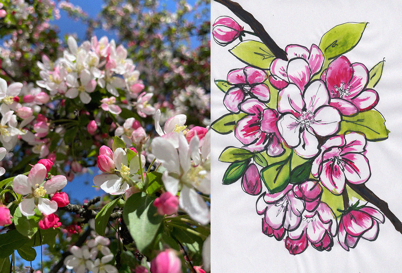 malowanie kwiatów jabłoni